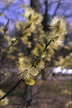 792 - Prairie Willow (New 2025)