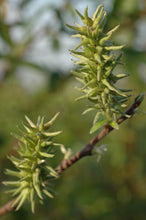 792 - Prairie Willow (New 2025)
