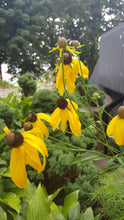 210 – Yellow Coneflower
