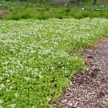 478 – Wild Stonecrop (New in 2025)