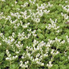478 – Wild Stonecrop (New in 2025)