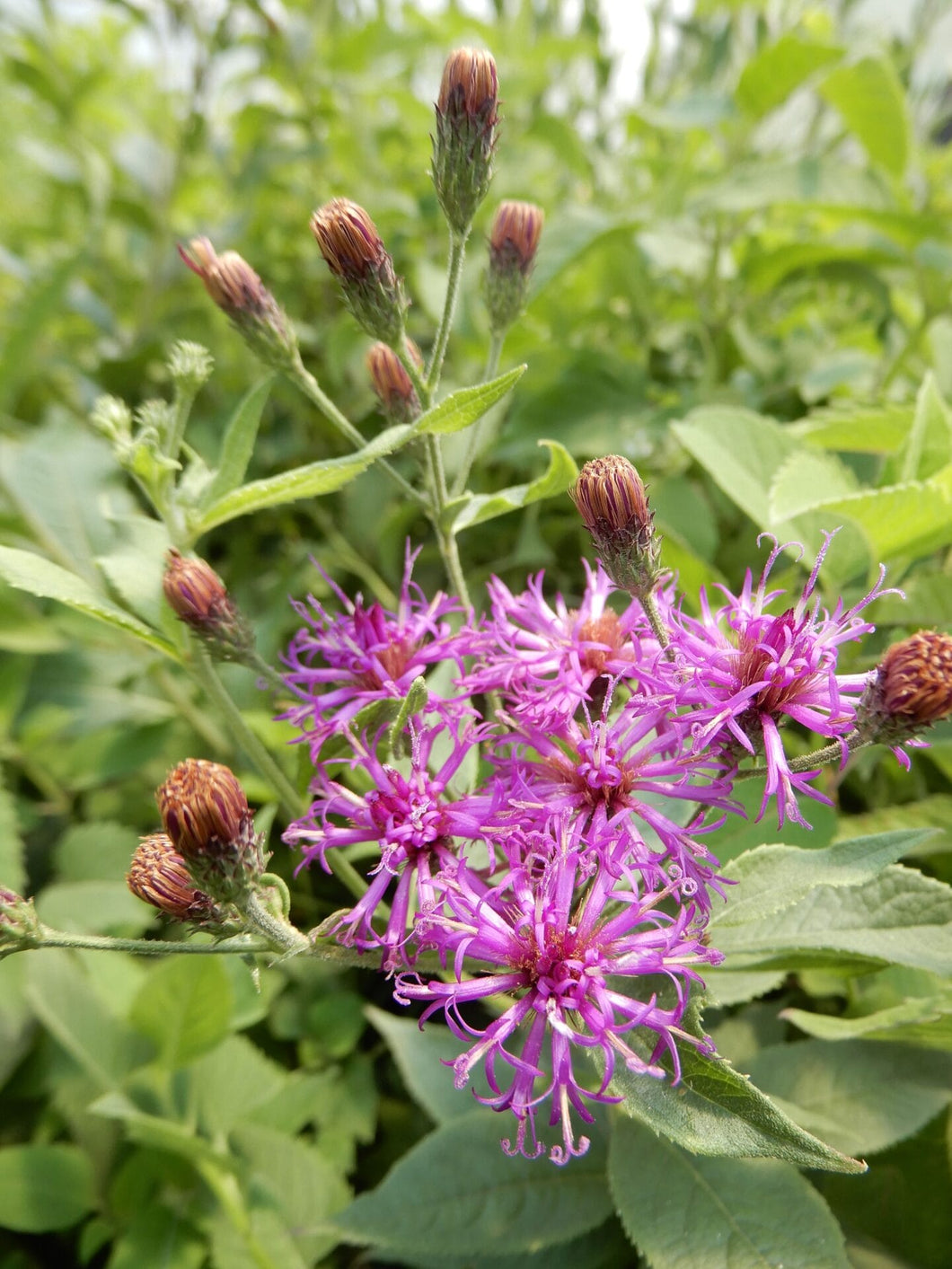 266 – Missouri Ironweed