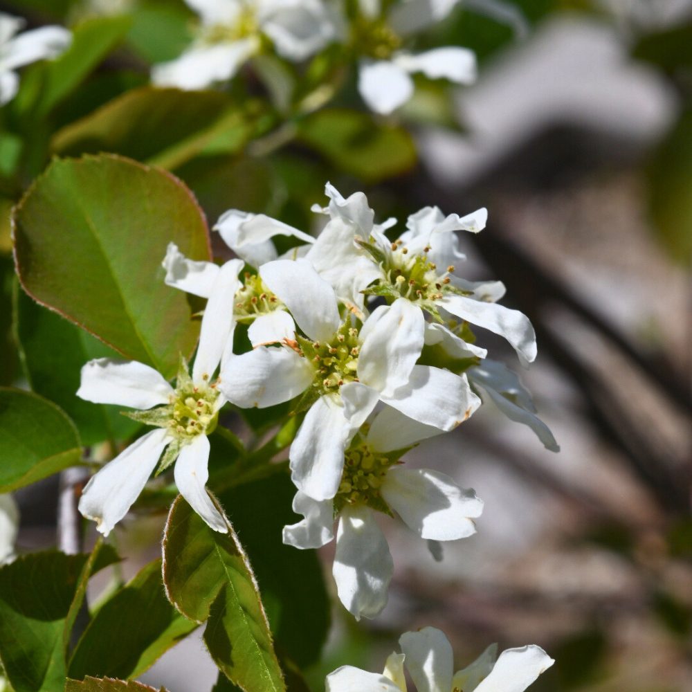 715 – Low Shadblow (Serviceberry) 1 GAL SIZE (New 2025)