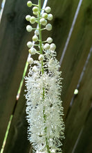 301 - Black Snakeroot