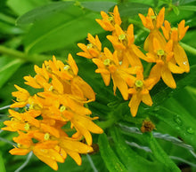 030 – Butterfly Weed