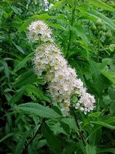 Image Courtesy of Missouri Botanical Gardens