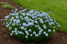 806 – Verdant Venture Bluestar (New for 2025)