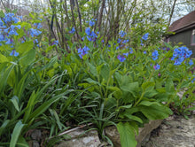 461 – Virginia Bluebells