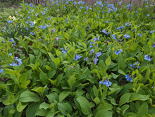 461 – Virginia Bluebells