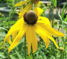 210 – Yellow Coneflower