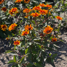 834 – Summer Eclipse False Sunflower