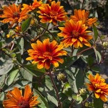 834 – Summer Eclipse False Sunflower