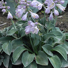 837 Hosta 'Blue Mouse Ears'