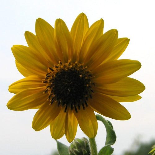 107 – Downy Sunflower (New 2024)