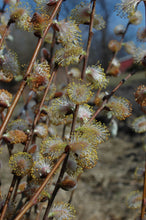 792 - Prairie Willow (New 2025)