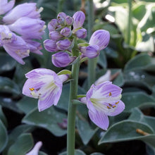 837 Hosta 'Blue Mouse Ears'