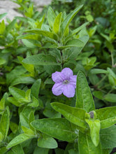 220 – Wild Petunia