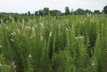 795 - Meadowsweet