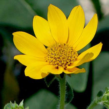 109 – Woodland Sunflower