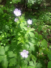 430 – Wild Geranium