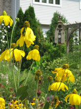 210 – Yellow Coneflower