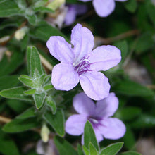 220 – Wild Petunia