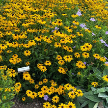 218 - Black-Eyed Susan