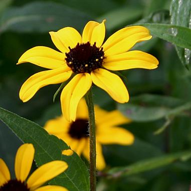 219 – Black-Eyed Susan