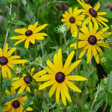 218 - Black-Eyed Susan