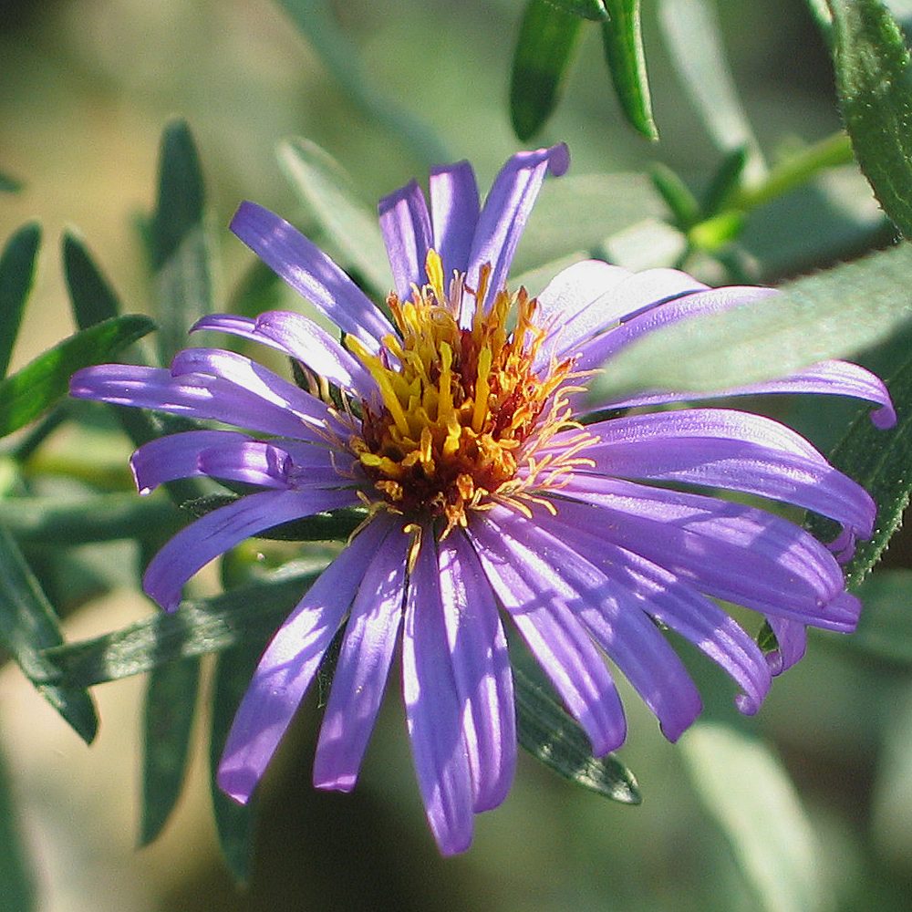 251 – Aromatic Aster