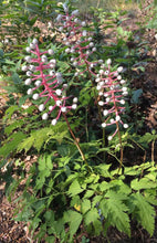 300 - White Baneberry Doll Eyes