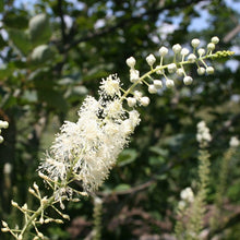 301 - Black Snakeroot
