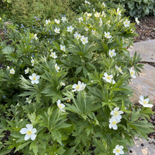 308 - Meadow Anemone