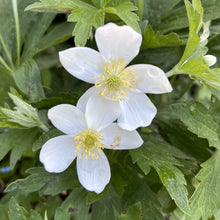308 - Meadow Anemone