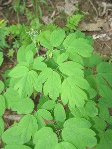 406 – Blue Cohosh