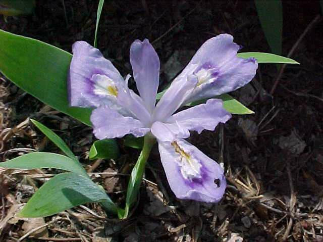 450 – Crested Iris