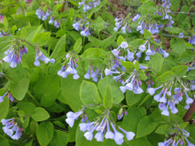 461 – Virginia Bluebells