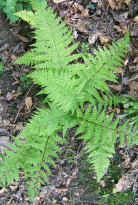 323 – Lady Fern
