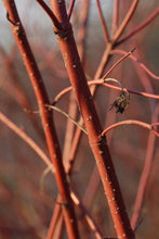 753 – Red Osier Dogwood