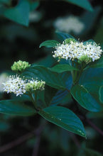 753 – Red Osier Dogwood