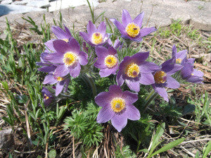 874 – Blue Bells Pasque Flower