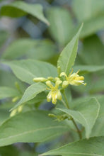 766 - Dwarf Bush Honeysuckle