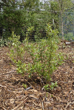 766 - Dwarf Bush Honeysuckle