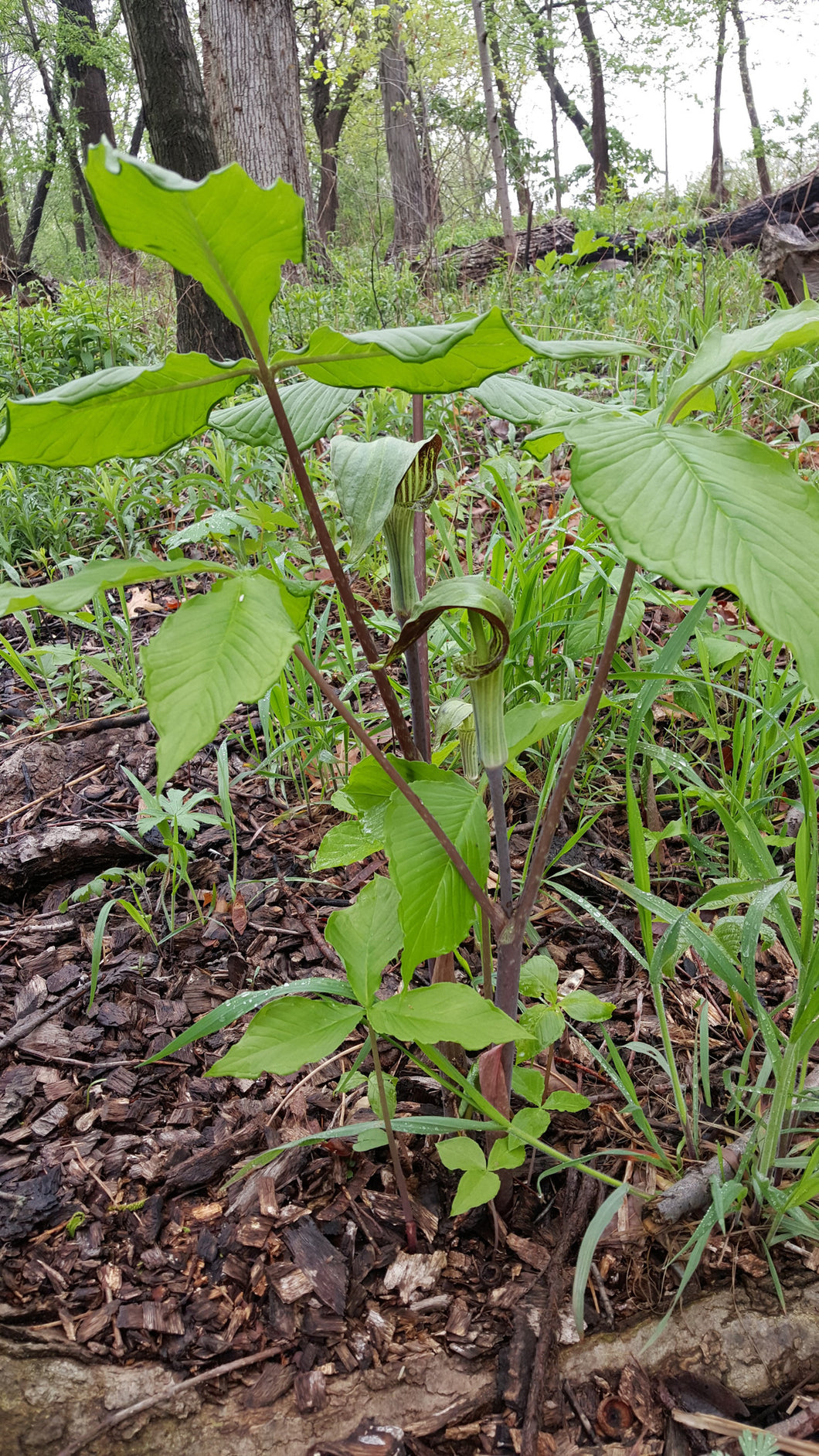 315 – Jack in the Pulpit