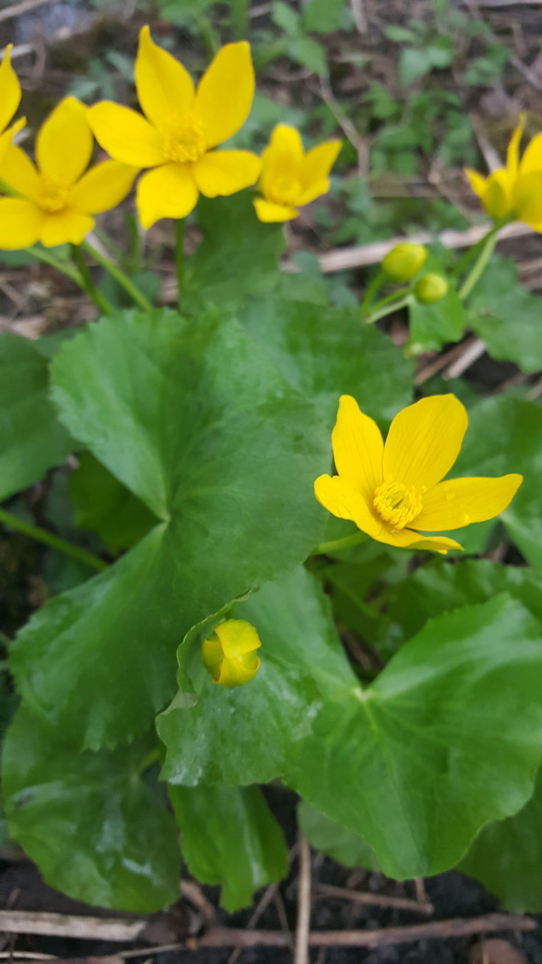 400 - Marsh Marigold