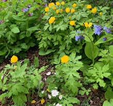 461 – Virginia Bluebells