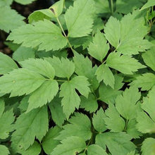 300 - White Baneberry Doll Eyes