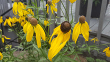 210 – Yellow Coneflower