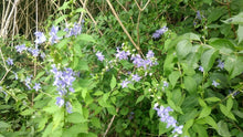 404 - Tall Bellflower