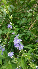 404 - Tall Bellflower